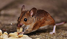 24 Hour & Emergency Exterminators in Annville, PA